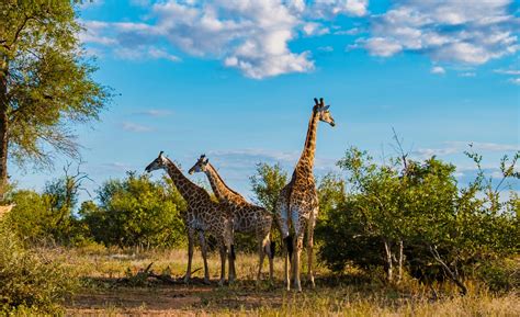  Kruger Ulusal Parkı: Vahşi Hayatın ve Doğal Güzelliğin Kalbinde Bir Yolculuk!