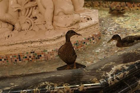 The Peabody Ducks March: Witnessing History and Quirky Charm in Memphis!